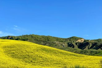 Stigliano_00008